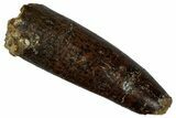 Fossil Sauropod Dinosaur (Titanosaur) Tooth - Morocco #298494-1